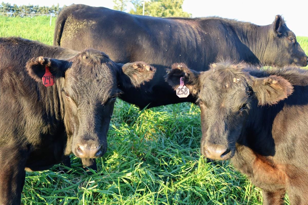 Cattle on pasture at Wrong Direction Farm in New York.