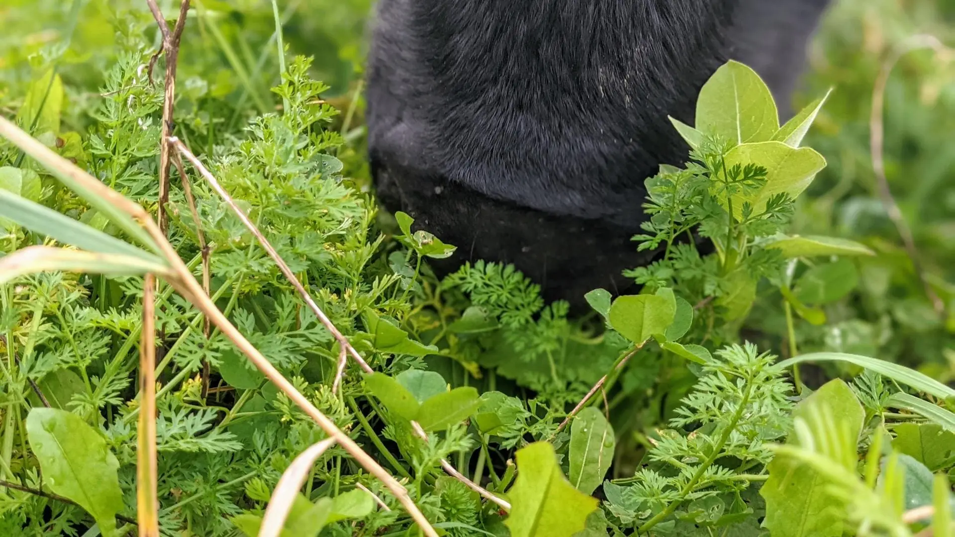 Closeup image of the pasture plant diversity available to a grassfed beef cow at Wrong Direction Farm.