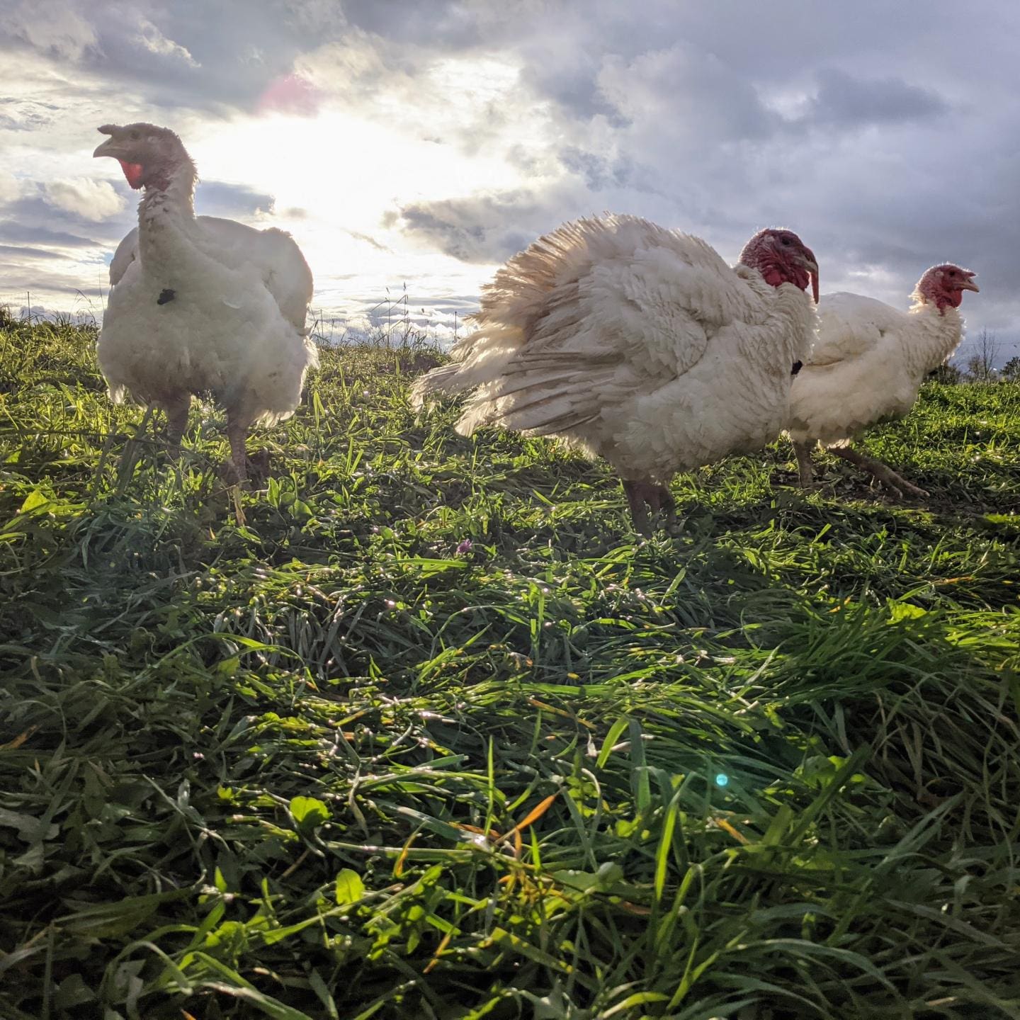 Pasture raised turkeys at Wrong Direction Farm with sun setting in background.