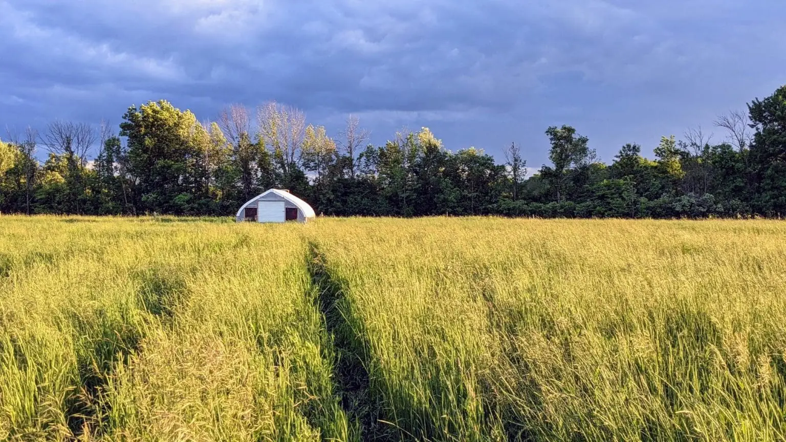 View across the pasture through tall grass looking at a chicken shelter in the distance.