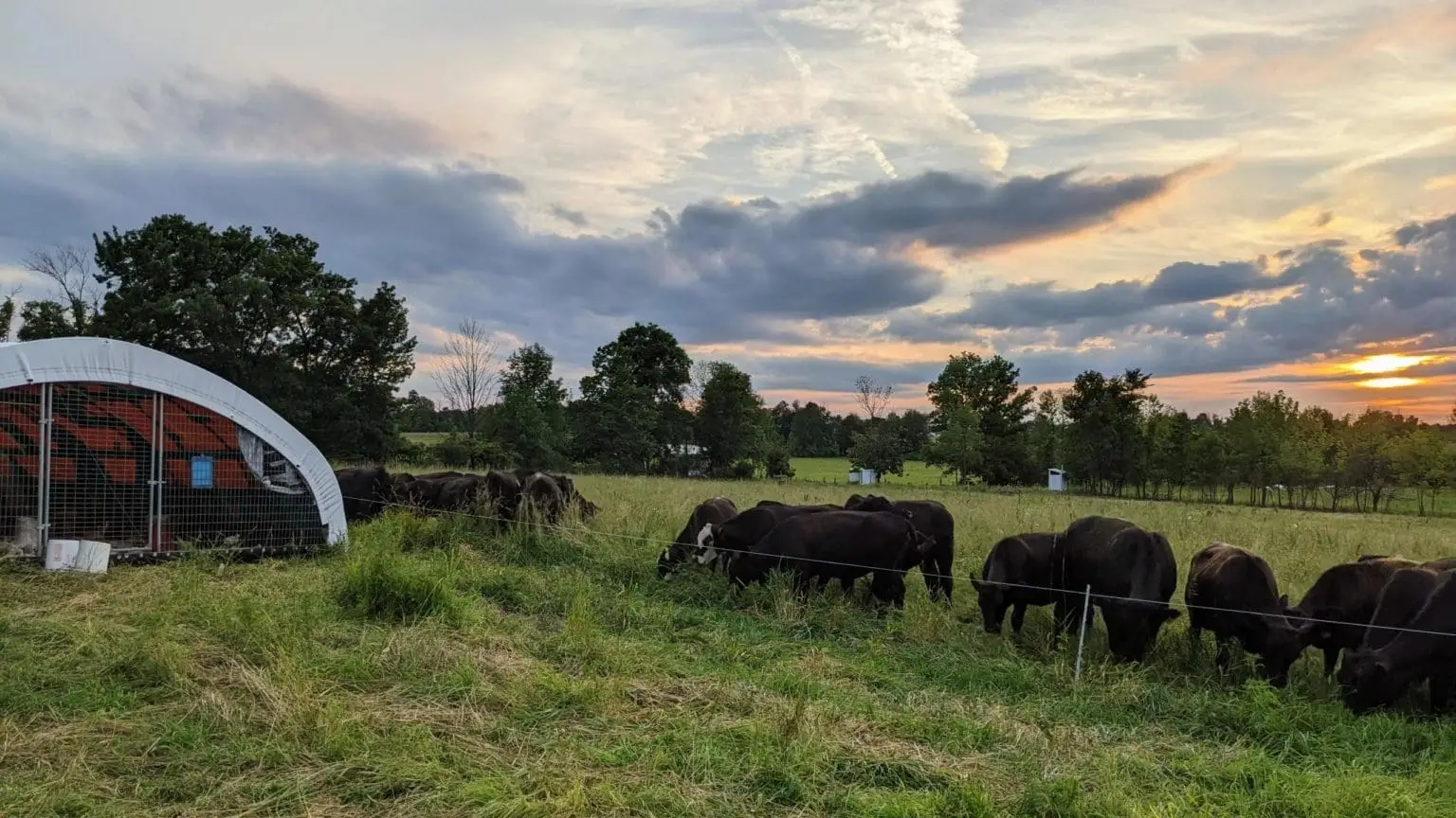 Cattle grazing grass at Wrong Direction Farm in the evening, standing near the chicken shelters.