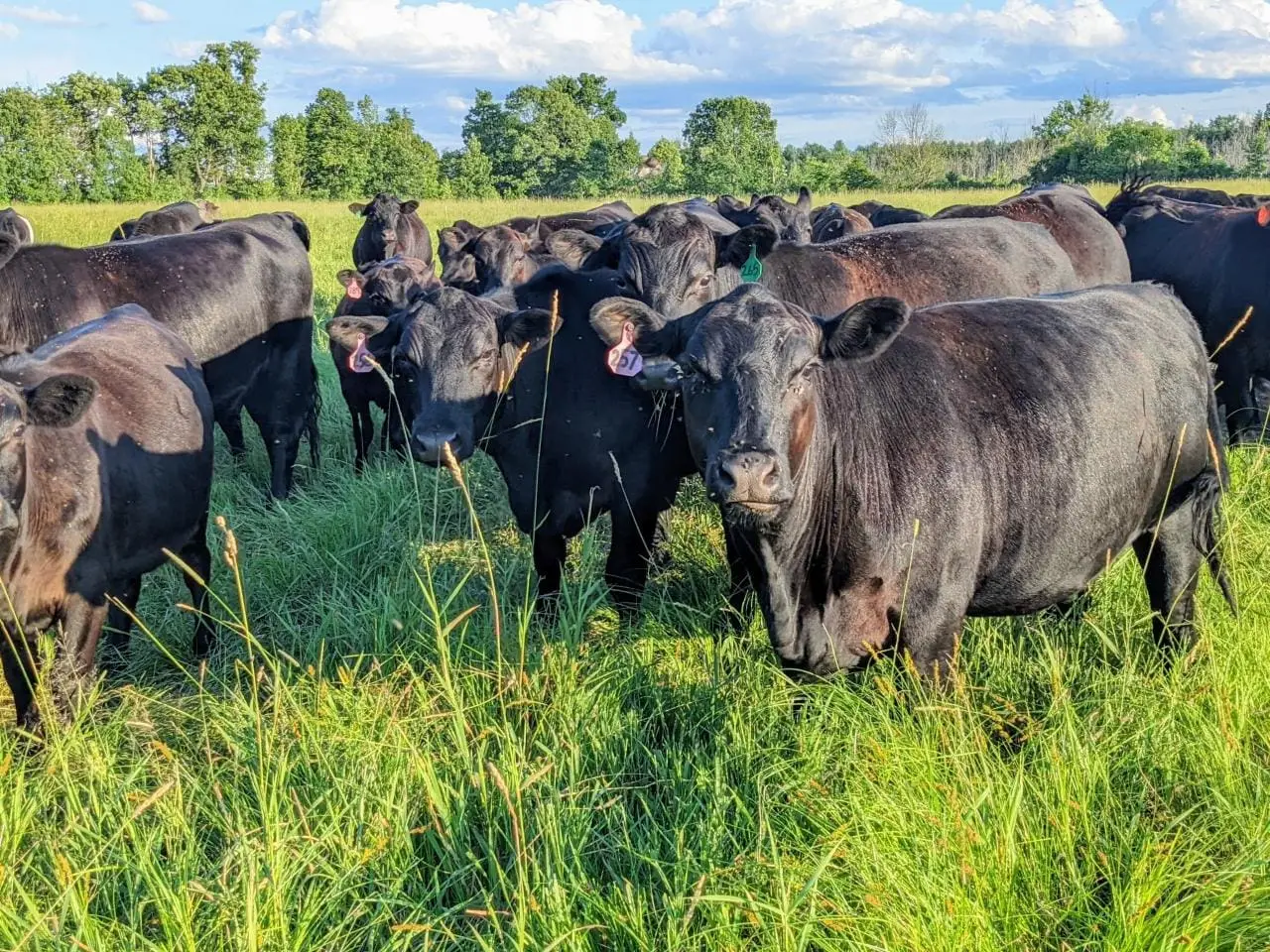 Grass finished cattle in the pasture at Wrong Direction Farm