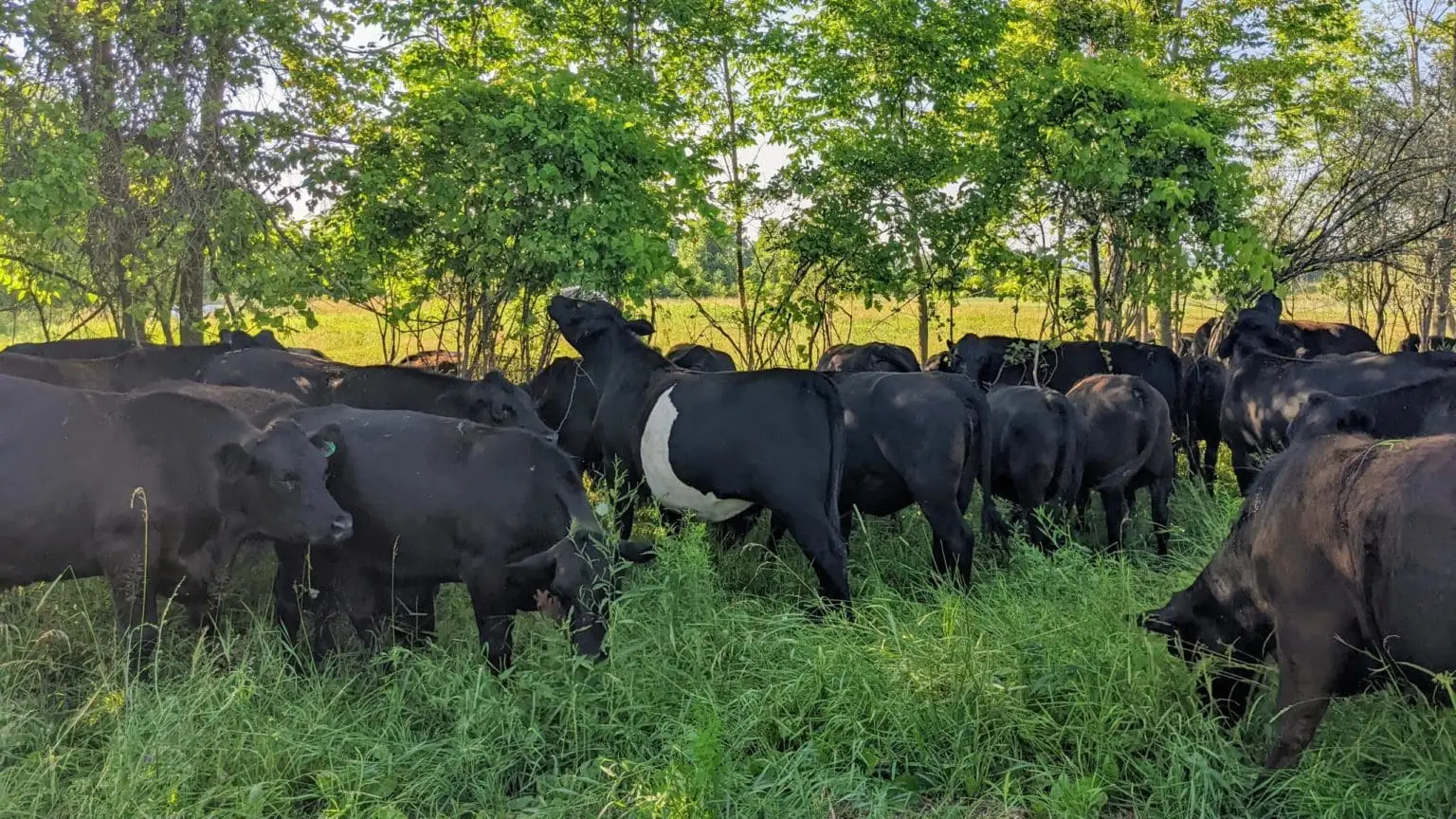 Grass finished beef cattle grazing hedgerow in a pasture at Wrong Direction Farm in NY.