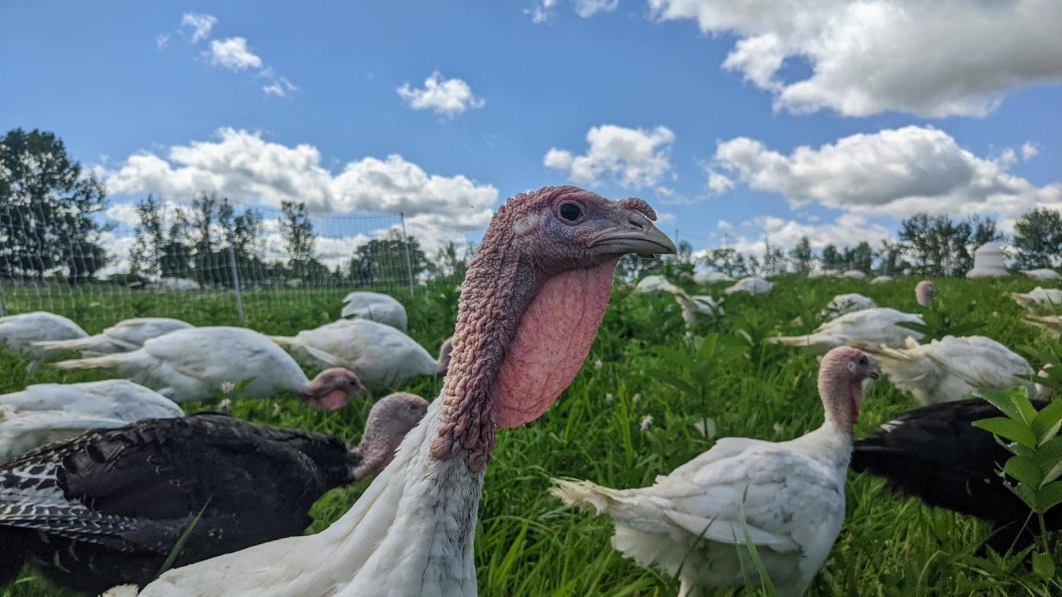 Closeup of an organic young tom turkey on the pastures at Wrong Direction Farm.