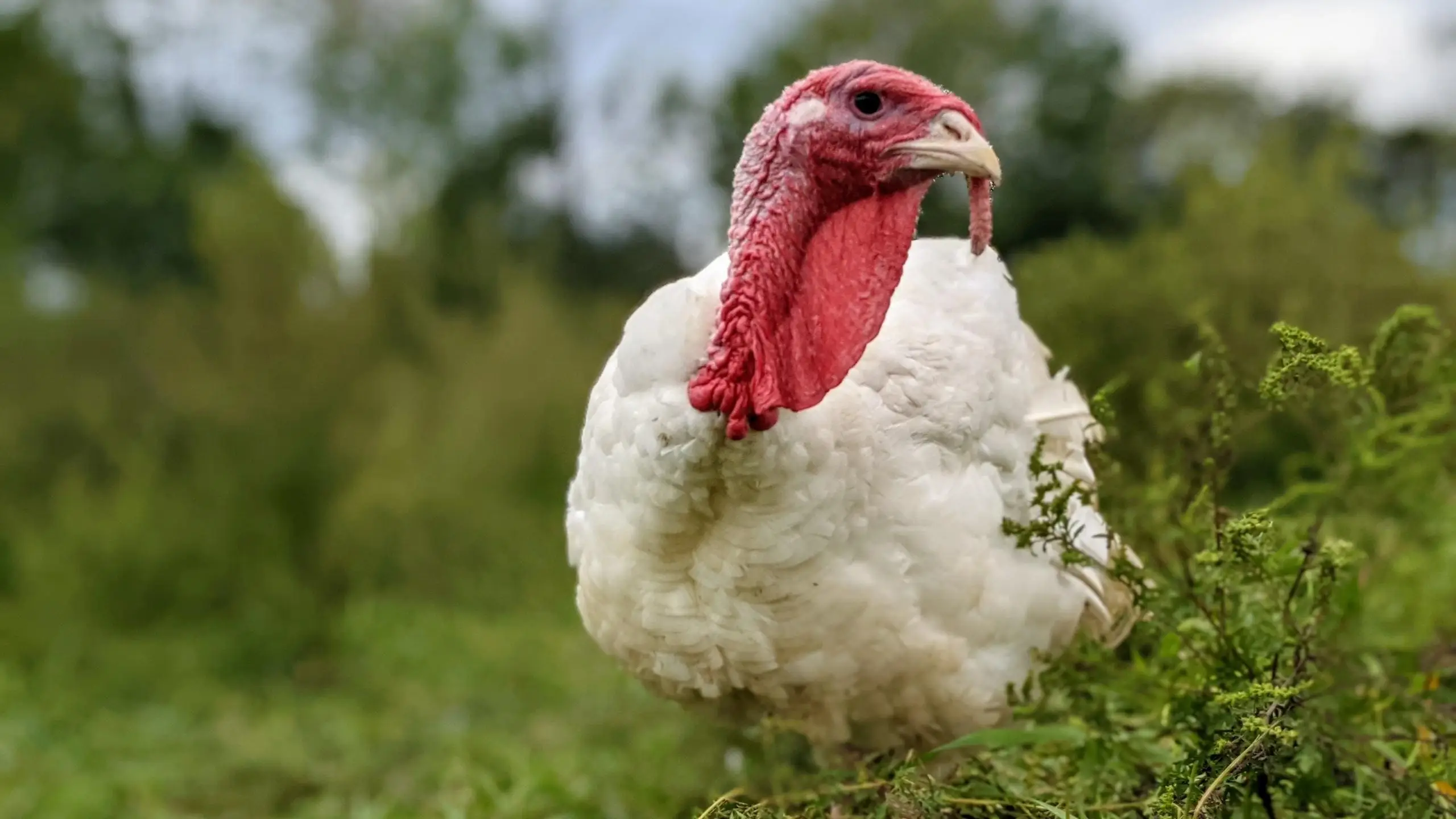 Turkey on pasture at Wrong Direction Farm