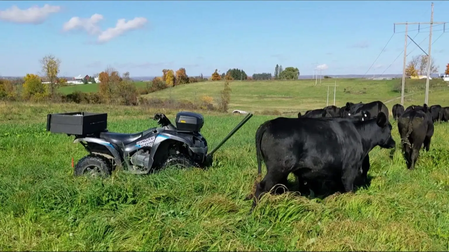 Grass fed cattle walking by an ATV parked in a pasture at Wrong Direction Farm