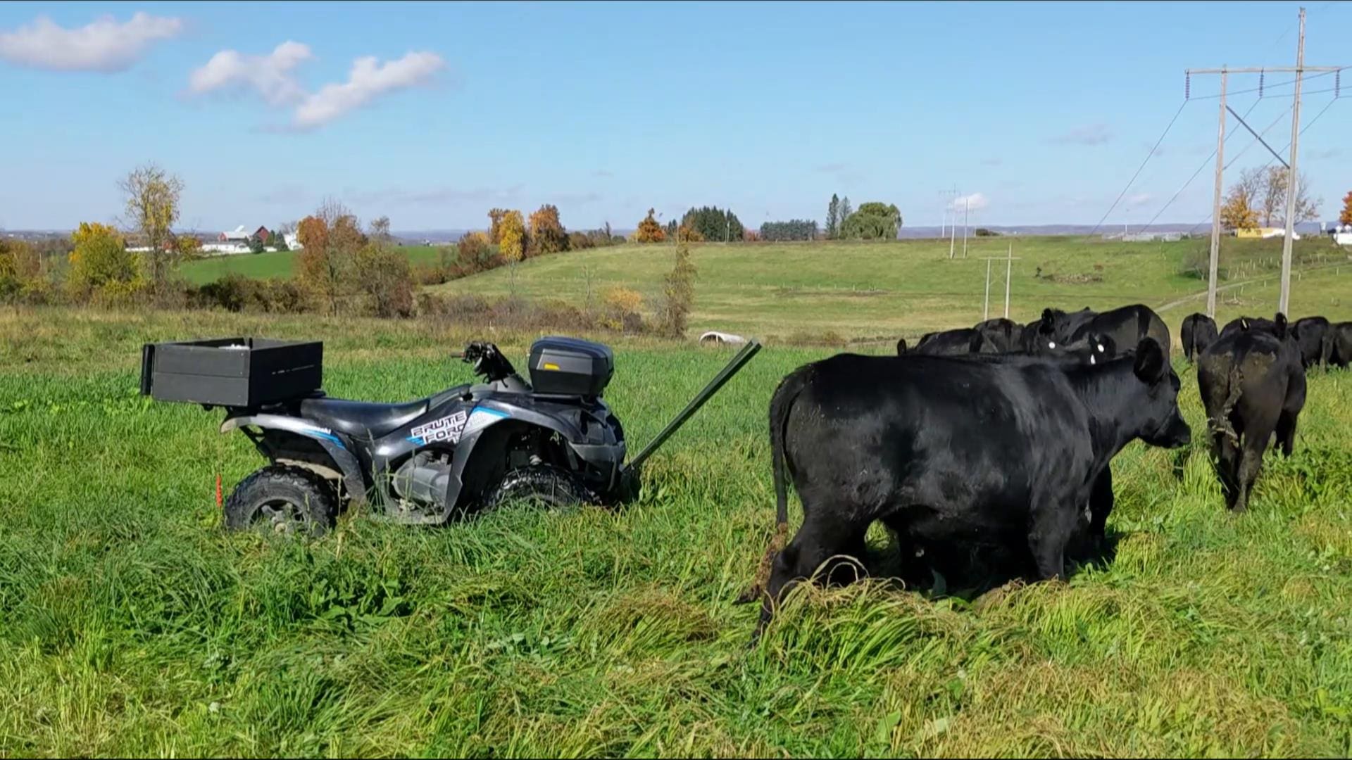 Grass fed cattle walking by an ATV parked in a pasture at Wrong Direction Farm