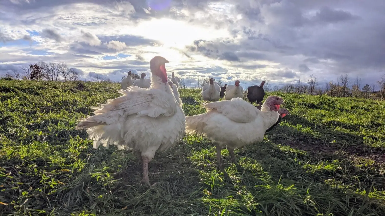 Organic turkeys on pasture at Wrong Direction Farm at sunset.