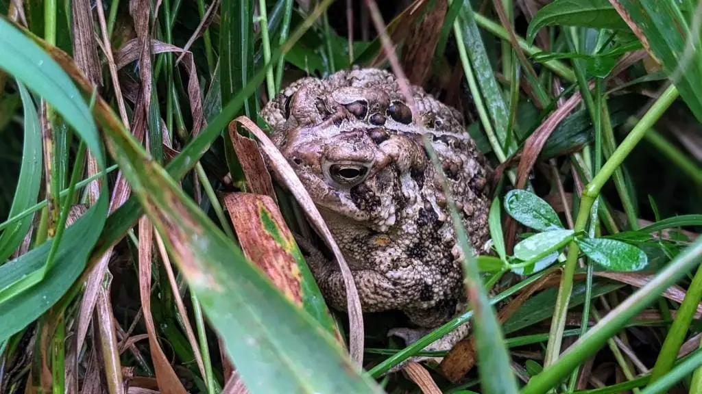 A large toad in among the tall grasses on a pasture at Wrong Direction Farm