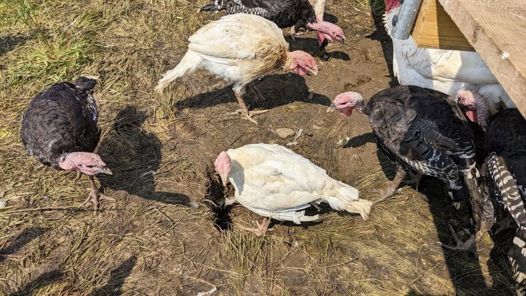Tunneling Turkeys – Wrong Direction Farm
