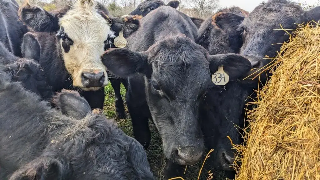 Cattle standing around a hay bale